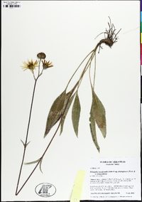 Helianthus occidentalis image