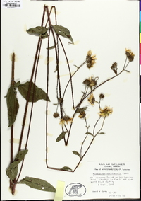 Helianthus occidentalis image