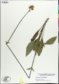 Helianthus occidentalis image
