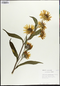 Helianthus maximiliani image