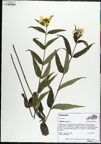 Helianthus hirsutus image