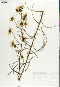 Helianthus angustifolius image