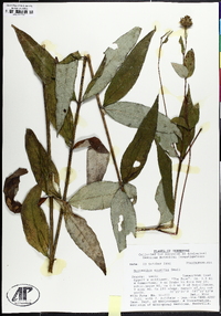 Helianthus eggertii image