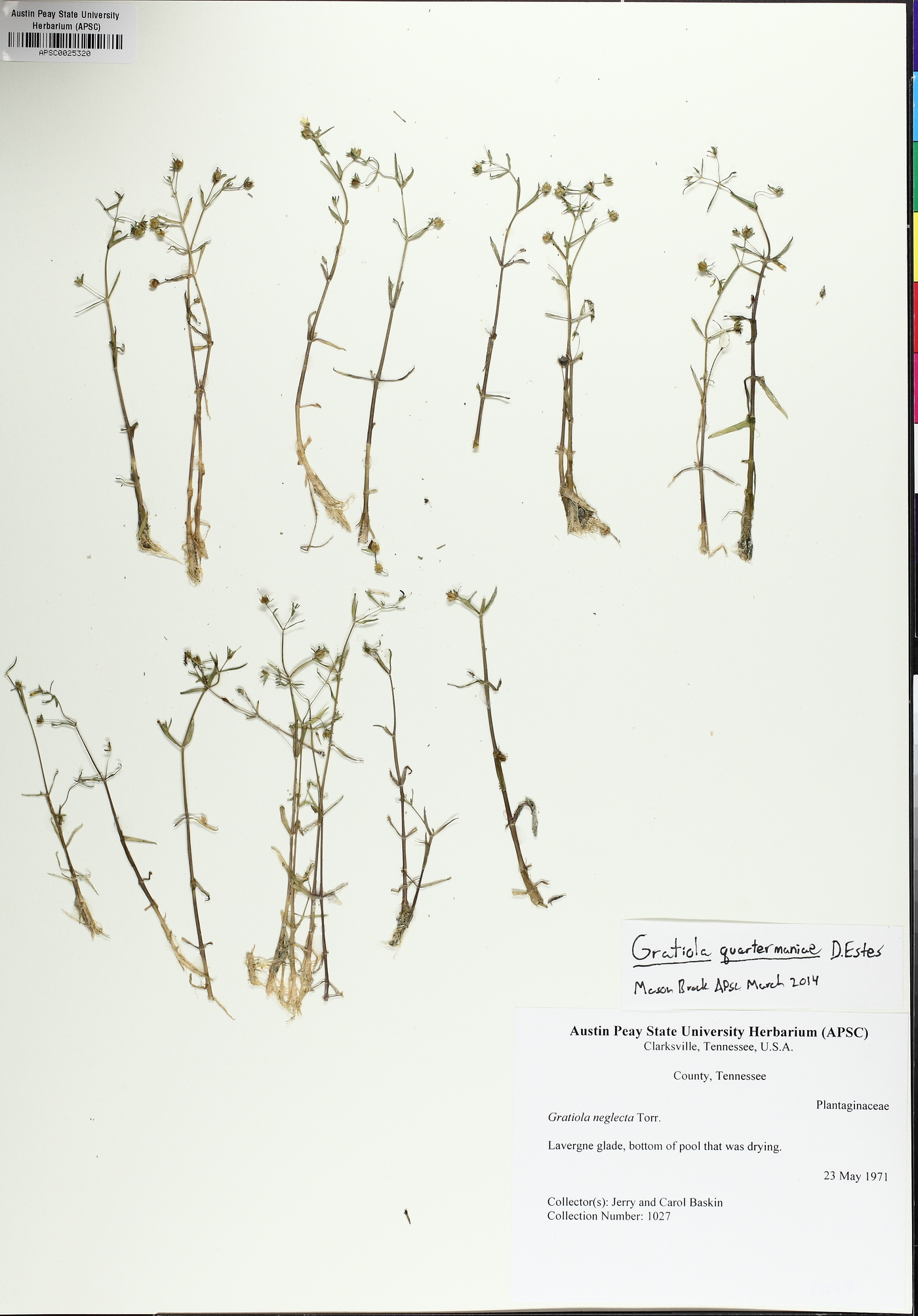 Gratiola quartermaniae image