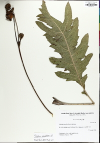 Silphium pinnatifidum image