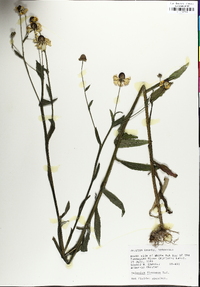 Helenium flexuosum image