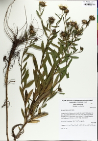 Grindelia lanceolata image