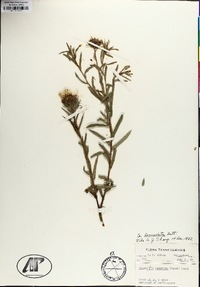 Grindelia lanceolata image