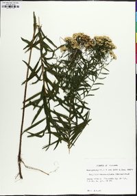 Euthamia leptocephala image