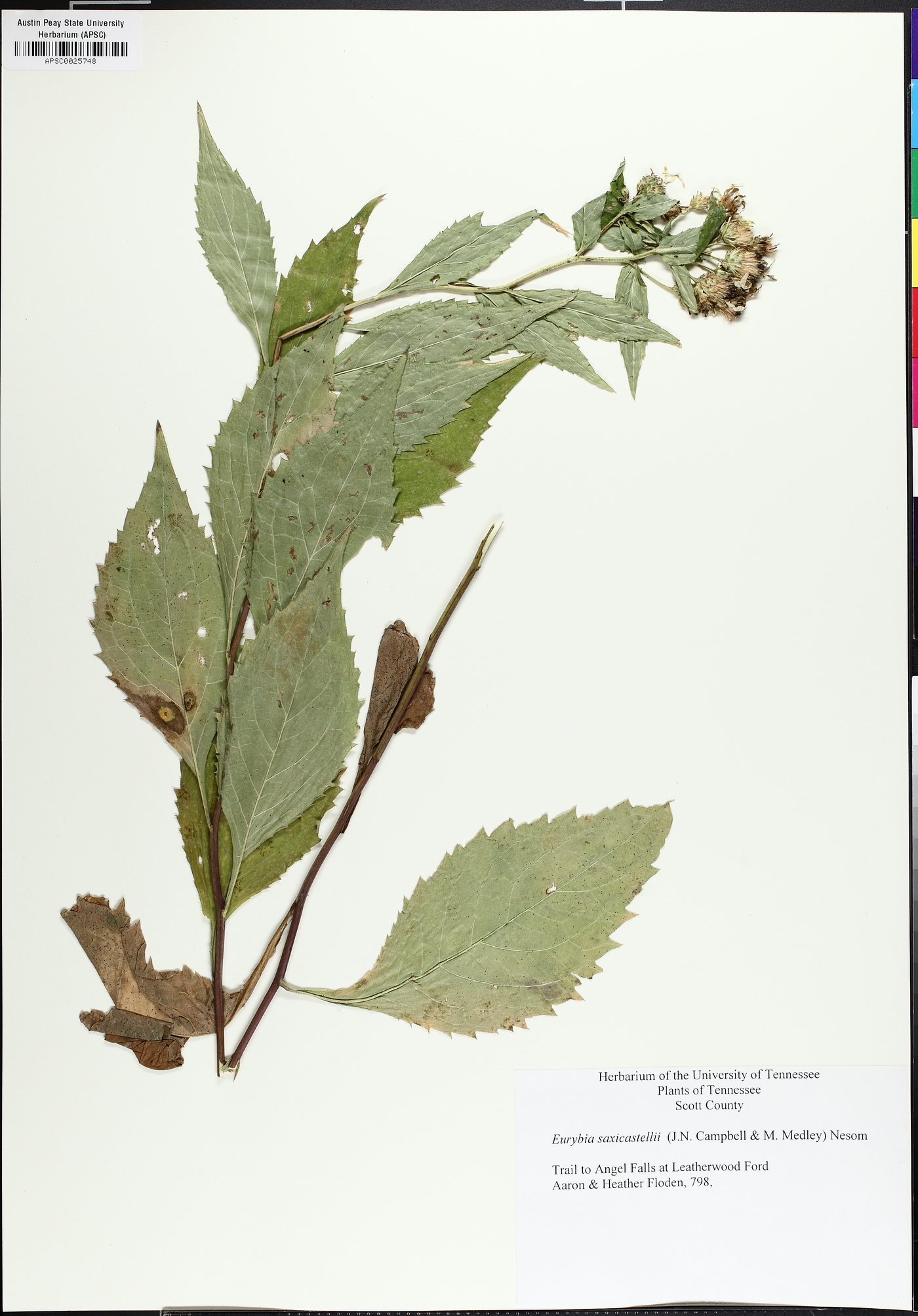 Eurybia saxicastellii image