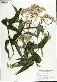 Eupatorium sessilifolium image