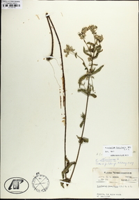 Eupatorium leucolepis image