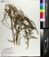 Asparagus officinalis image