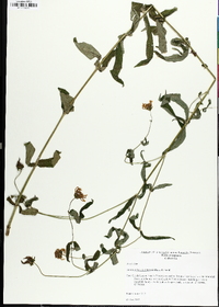 Jamesianthus alabamensis image