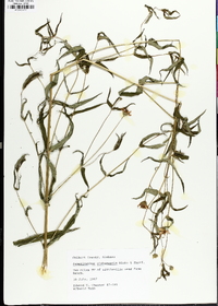 Jamesianthus alabamensis image