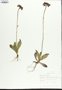 Pilosella aurantiaca image