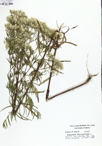 Eupatorium hyssopifolium image