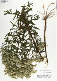 Eupatorium altissimum image