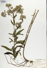 Eupatorium altissimum image