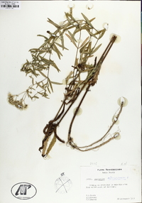 Eupatorium altissimum image