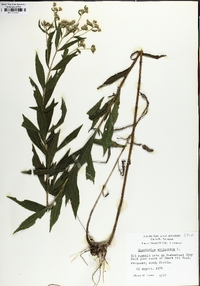 Eupatorium altissimum image