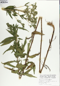 Eupatorium altissimum image