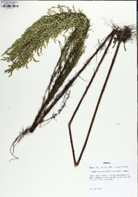 Eupatorium capillifolium image