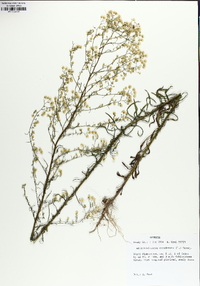 Conyza canadensis var. pusilla image