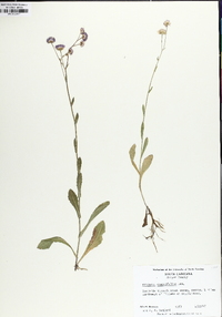 Erigeron quercifolius image