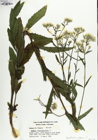 Eupatorium album image