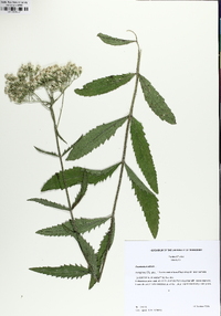 Eupatorium album image