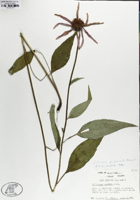 Echinacea purpurea image