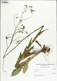 Crepis pulchra image