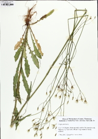 Crepis pulchra image