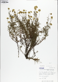 Thymophylla tenuifolia image