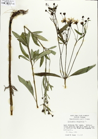 Coreopsis tripteris image