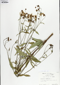 Coreopsis tripteris image