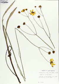 Coreopsis falcata image