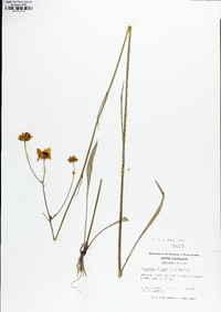 Coreopsis falcata image