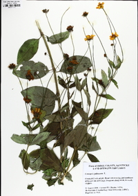 Coreopsis pubescens image