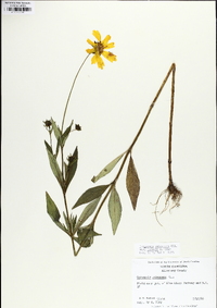 Coreopsis pubescens image