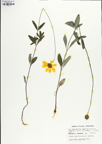 Coreopsis debilis image