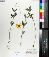 Coreopsis debilis image