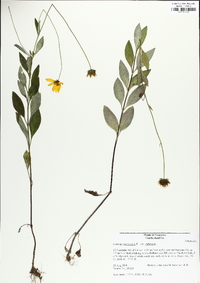 Coreopsis pubescens image