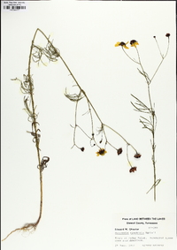 Coreopsis tinctoria image