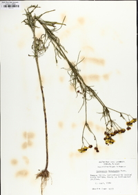 Coreopsis tinctoria image