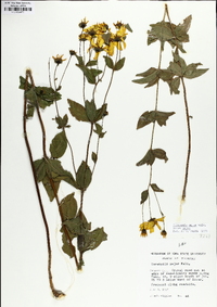 Coreopsis major image