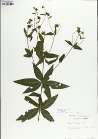 Coreopsis major image