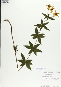 Coreopsis major image