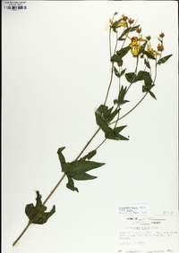 Coreopsis major image